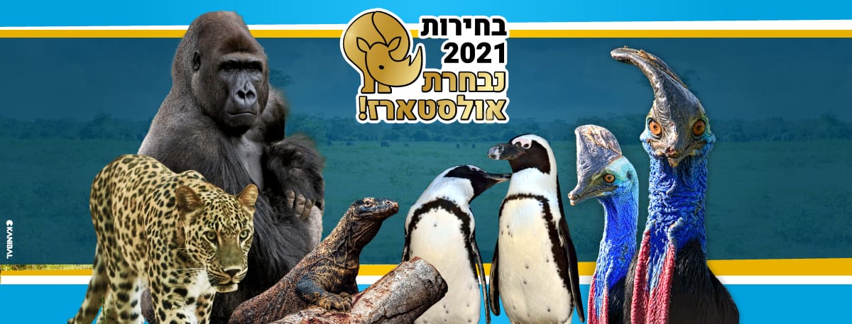 ספארי