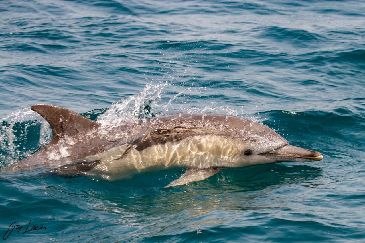 דולפין,ים, רשות הטבע והגנים