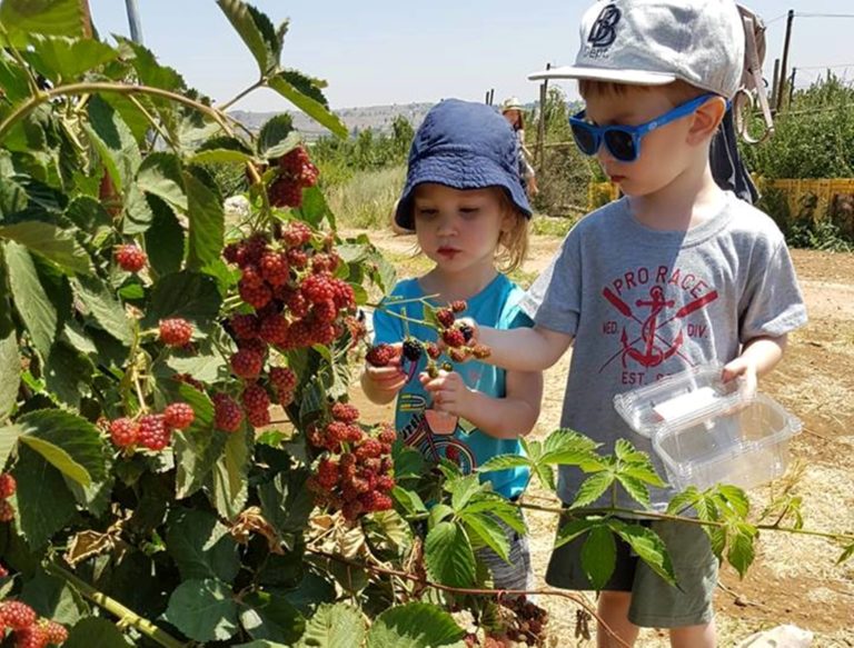 קטיף פירות יער