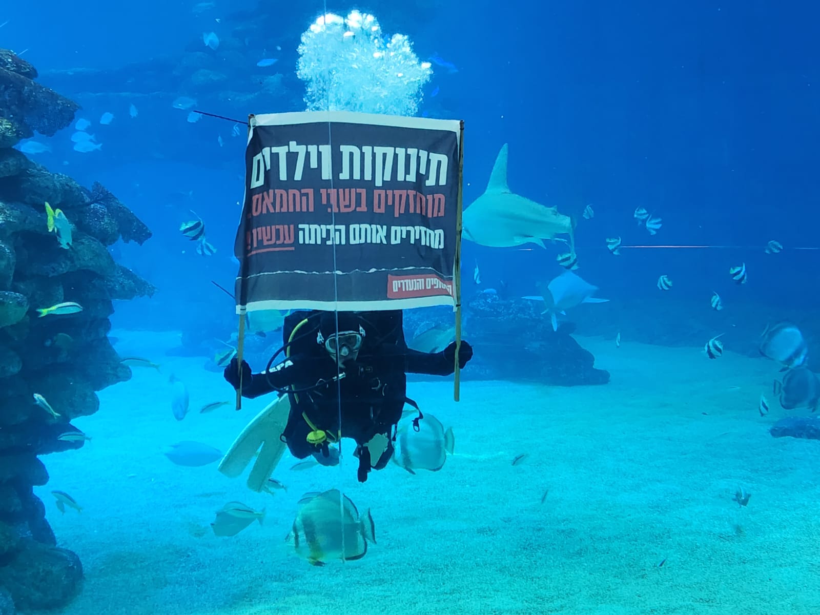 צילום: המצפה התת ימי באילת
