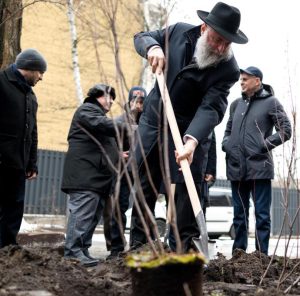 הרב מרקוביץ' נוטע עץ ב'גן התקווה'. צילום: דוברות הקהילה היהודית JCC חב"ד בקייב
