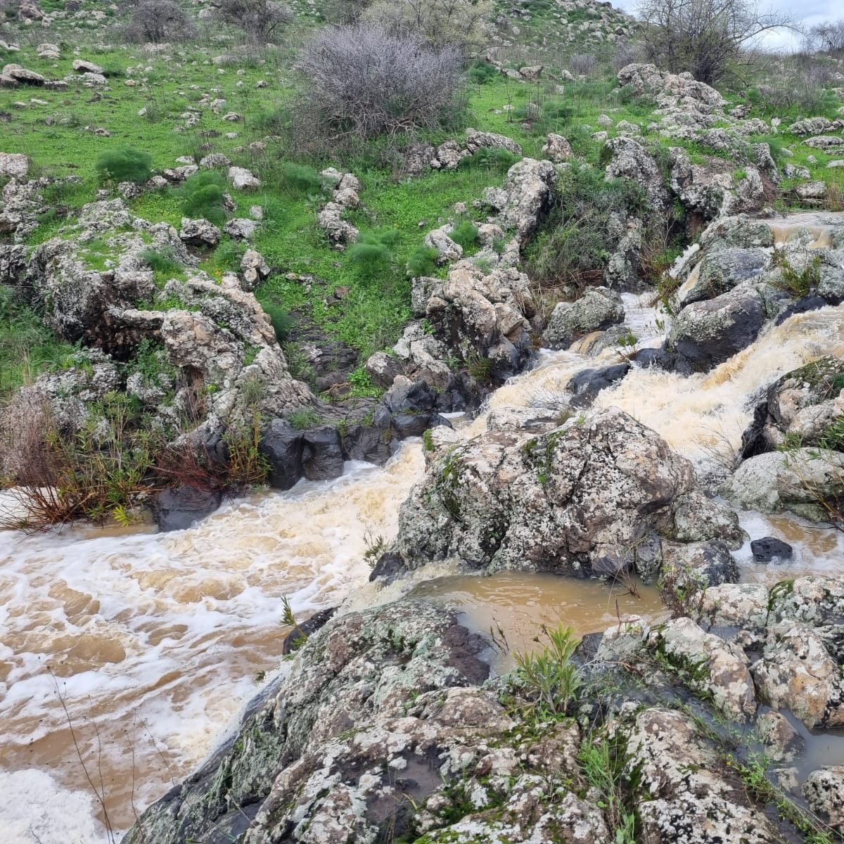 נחל משושים סמוך לקצרין. צילום: נטלי זאבי, רשות ניקוז ונחלים כינרת