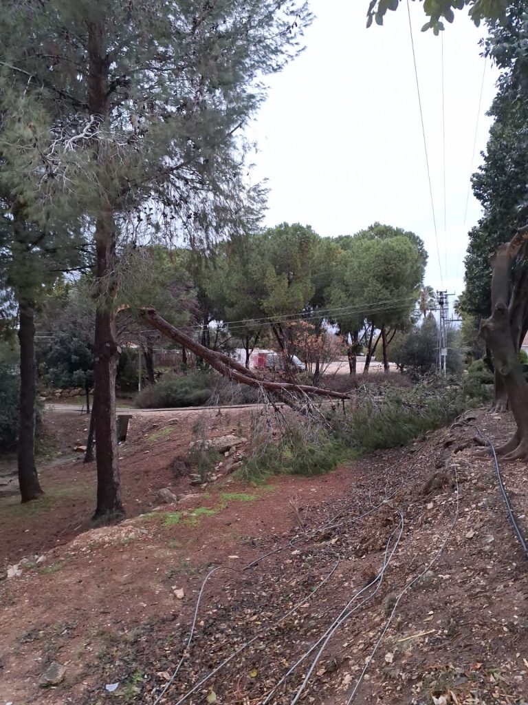 עצים שקרסו על כבלי חשמל צילום: חברת החשמל לישראל