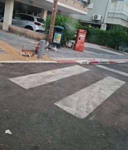 צילום: עמית אס, דוברות עיריית תל אביב יפו