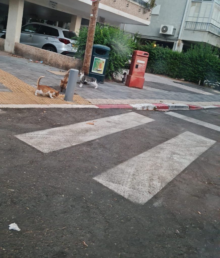 צילום: עמית אס, דוברות עיריית תל אביב יפו