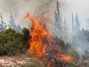 כך נראה גל השריפות החריג שמשתק את המדינהצילום: עובדי ויערני קק״ל