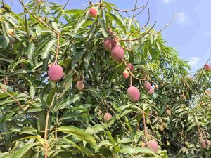 צילום: אורי זפיר.