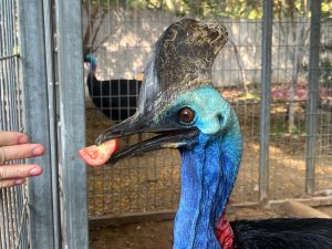 צילום: דוברות הספארי