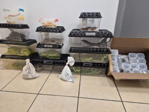 שלל החיות שהובאו בטיסה לישראל, צילום: רשות הטבע והגנים ודוברות רשות המסים