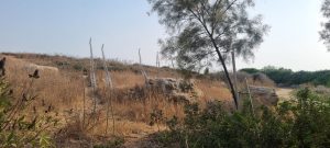 צילום: החברה להגנת הטבע