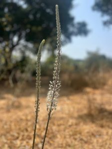 צילום: החברה להגנת הטבע